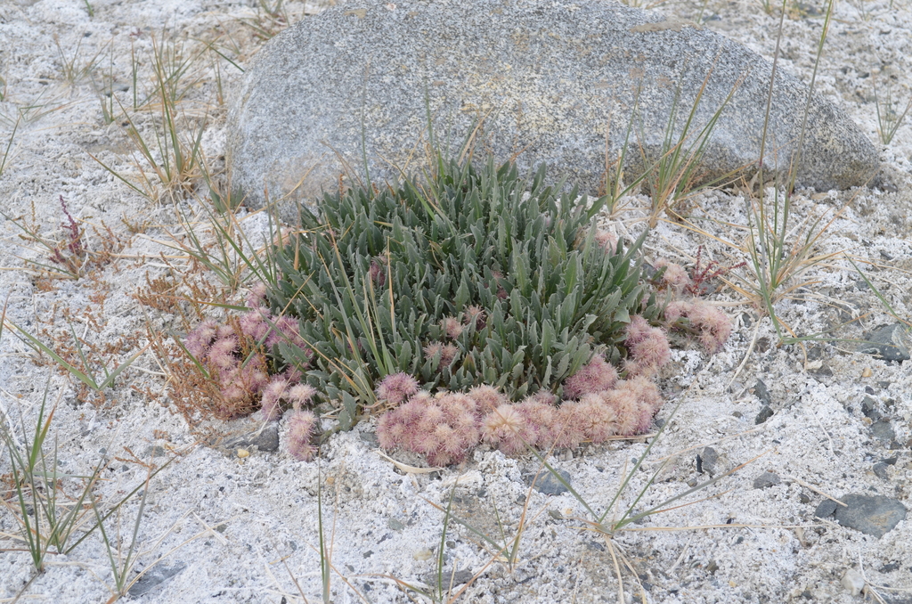 Saussurea famintziniana