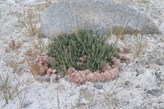 Saussurea famintziniana