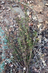 Teucrium africanum