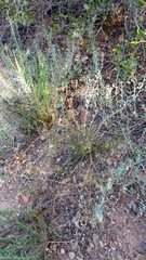 Teucrium africanum
