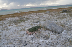 Saussurea famintziniana