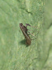 Aspilapteryx tringipennella