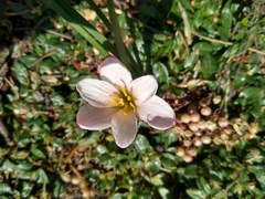 Zephyranthes fosteri
