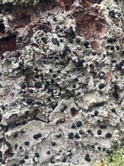 Tephromelataceae