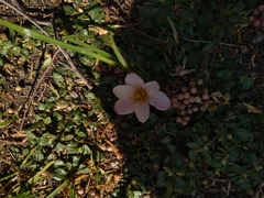 Zephyranthes fosteri