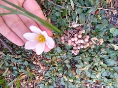 Zephyranthes fosteri
