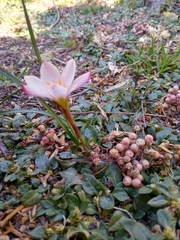 Zephyranthes fosteri