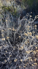 Helichrysum plebeium