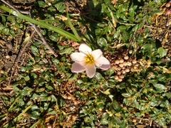 Zephyranthes fosteri