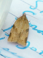 Clepsis spectrana