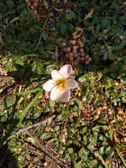 Zephyranthes fosteri