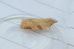 Clepsis spectrana
