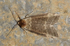 Tetheella fluctuosa