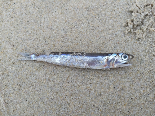 Anchovy (Engraulis encrasicolus) — Engraulidae — 3