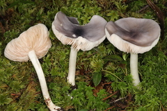 Entoloma indigoferum