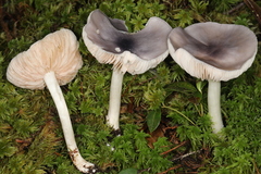 Entoloma indigoferum