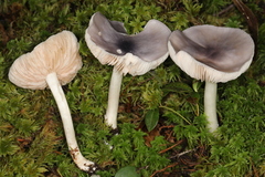Entoloma indigoferum