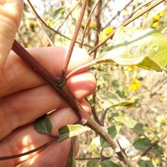 Viguiera dentata