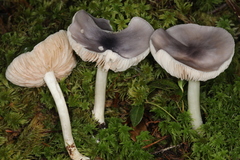 Entoloma indigoferum