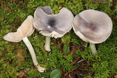 Entoloma indigoferum