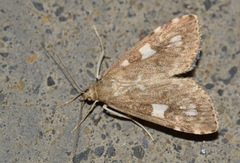 Udea olivalis
