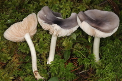 Entoloma indigoferum
