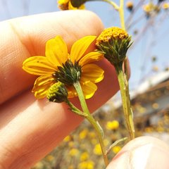 Viguiera dentata