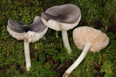 Entoloma indigoferum