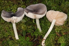 Entoloma indigoferum