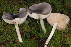 Entoloma indigoferum