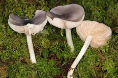 Entoloma indigoferum