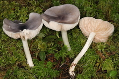 Entoloma indigoferum