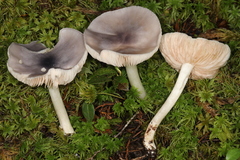 Entoloma indigoferum