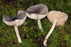 Entoloma indigoferum