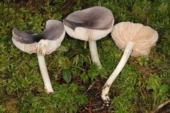 Entoloma indigoferum
