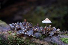 Hypholoma marginatum