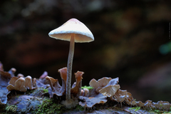 Hypholoma marginatum