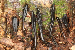 Geoglossum difforme