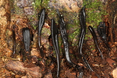 Geoglossum difforme