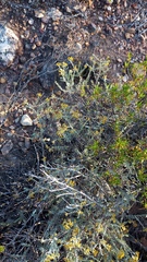 Helichrysum pentzioides