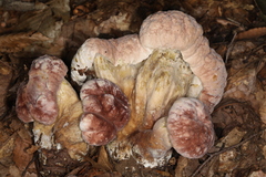 Hypomyces melanocarpus