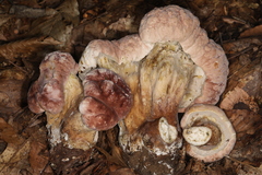 Hypomyces melanocarpus