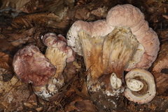 Hypomyces melanocarpus