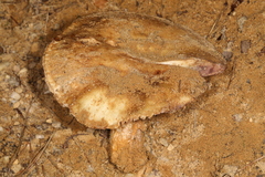 Russula ventricosipes