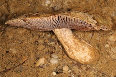 Russula ventricosipes