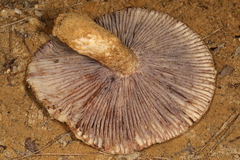 Russula ventricosipes