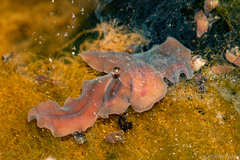 Limnoplana