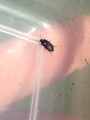 Gondwanocrypticus platensis