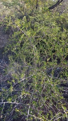 Searsia longispina