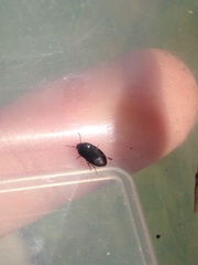 Gondwanocrypticus platensis